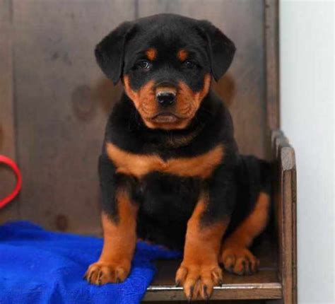 Gender: Male (s) and Female (s) Age: 8 Weeks Old. . Rottweiler puppies craigslist